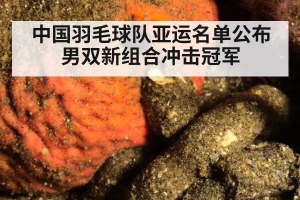 中国羽毛球队亚运名单公布 男双新组合冲击冠军